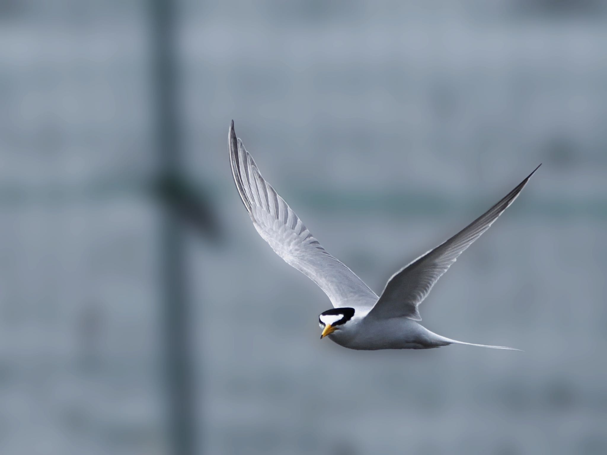 Little Tern