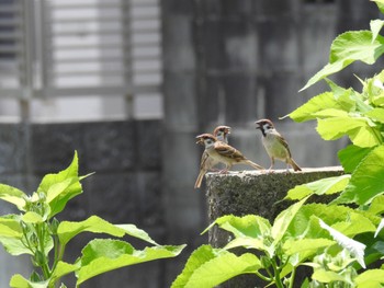 Eurasian Tree Sparrow 徳島市川内町 Fri, 6/24/2022