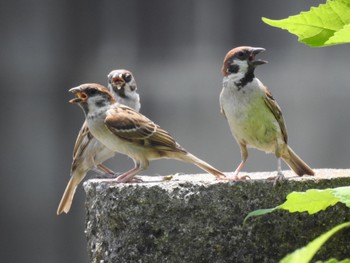 Eurasian Tree Sparrow 徳島市川内町 Fri, 6/24/2022