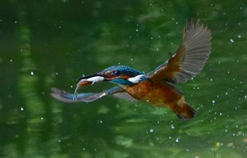 2022年6月24日(金) 千里南公園の野鳥観察記録