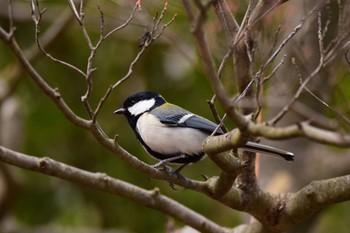 Japanese Tit Aobayama Park Sun, 3/5/2017