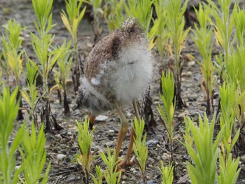 ケリ 通りすがりの空き地 2022年6月24日(金)