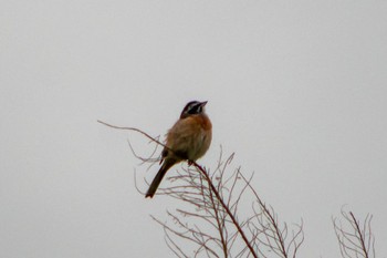 Meadow Bunting 天竜川 Wed, 6/22/2022