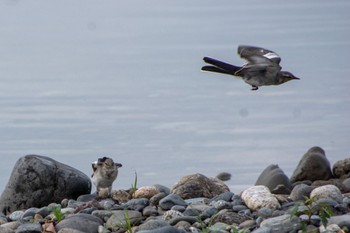 White Wagtail 天竜川 Thu, 6/23/2022