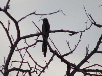 Common Scimitarbill ザンビア Unknown Date