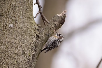 Japanese Pygmy Woodpecker Aobayama Park Sun, 3/12/2017