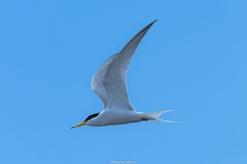 コアジサシ ふなばし三番瀬海浜公園 2022年6月19日(日)