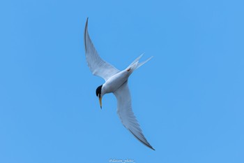 Little Tern Sambanze Tideland Sun, 6/19/2022