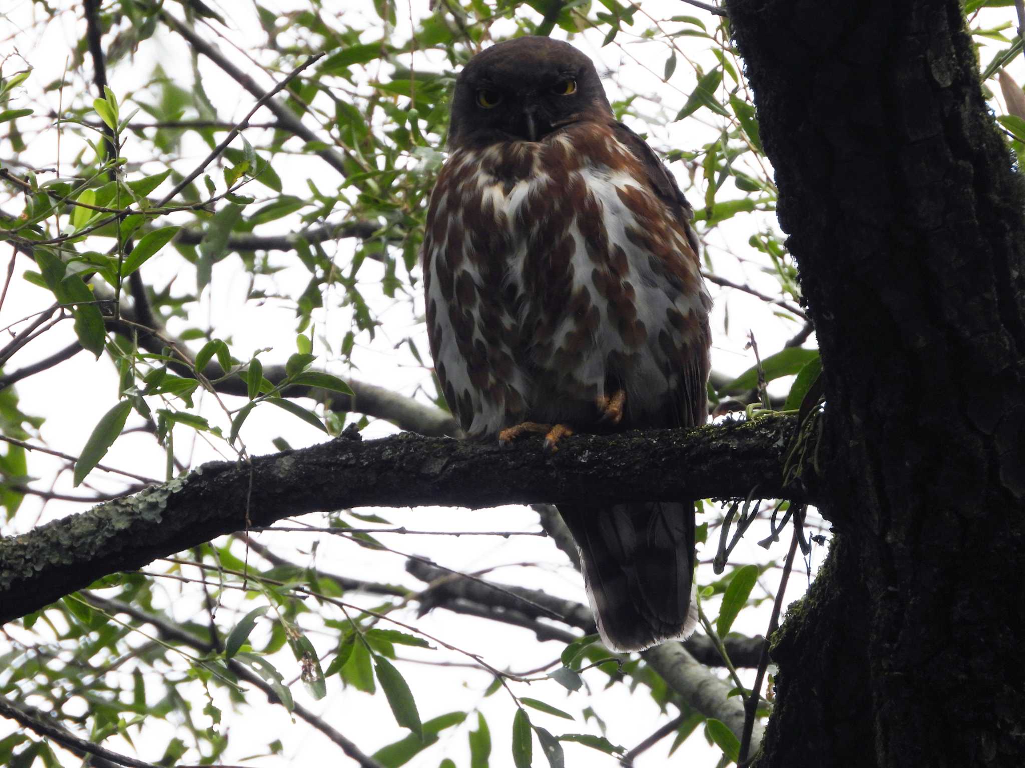 青葉山公園 アオバズクの写真 by ぴーさん