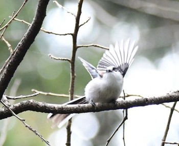 エナガ 青葉山公園 2017年12月23日(土)