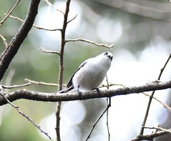 エナガ 青葉山公園 2017年12月23日(土)