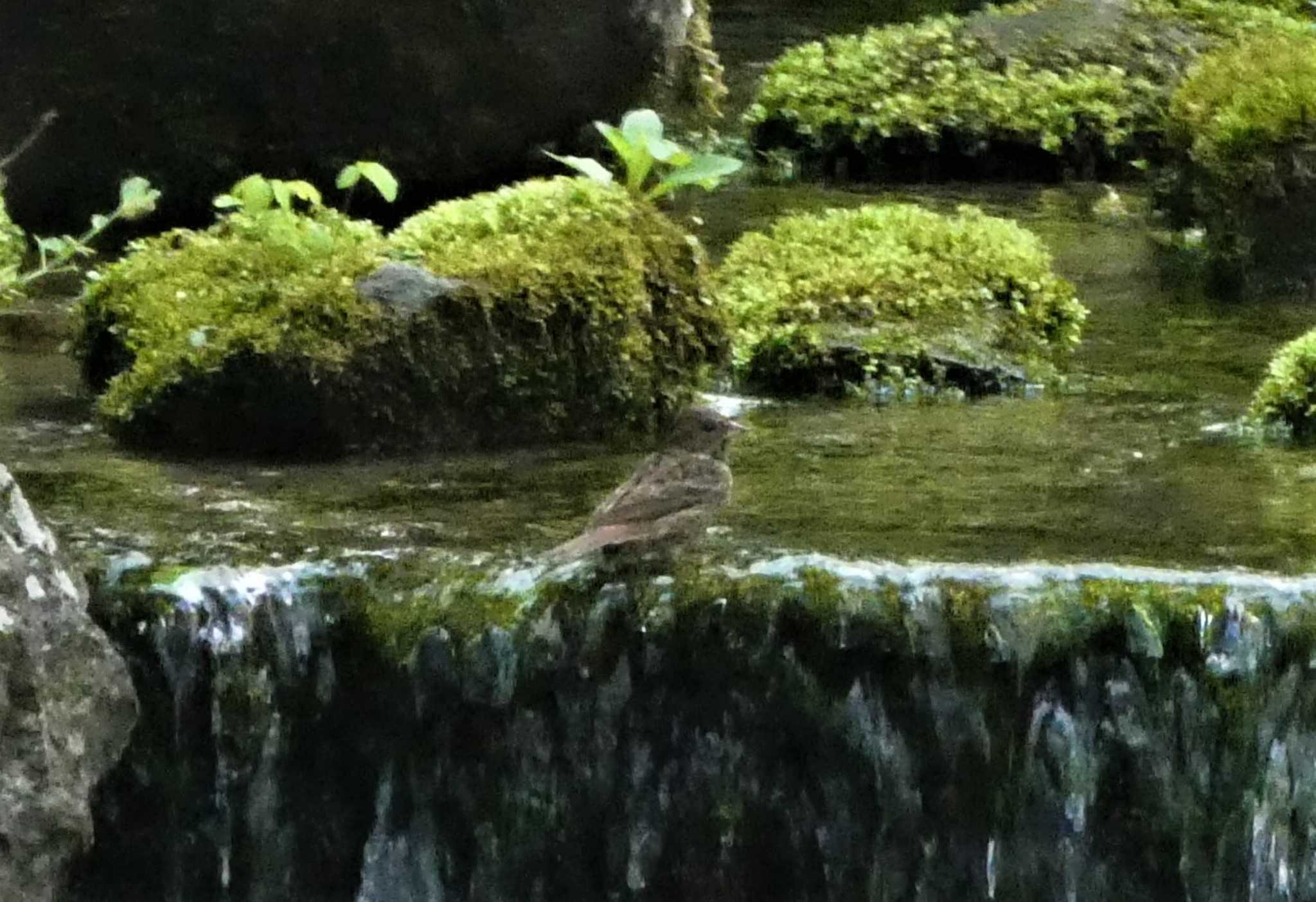 普正寺ノ森 クロジの写真 by koshi