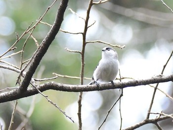 エナガ 青葉山公園 2017年12月23日(土)