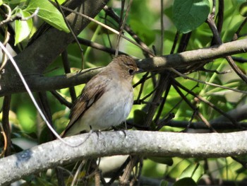 2022年5月2日(月) 普正寺ノ森の野鳥観察記録