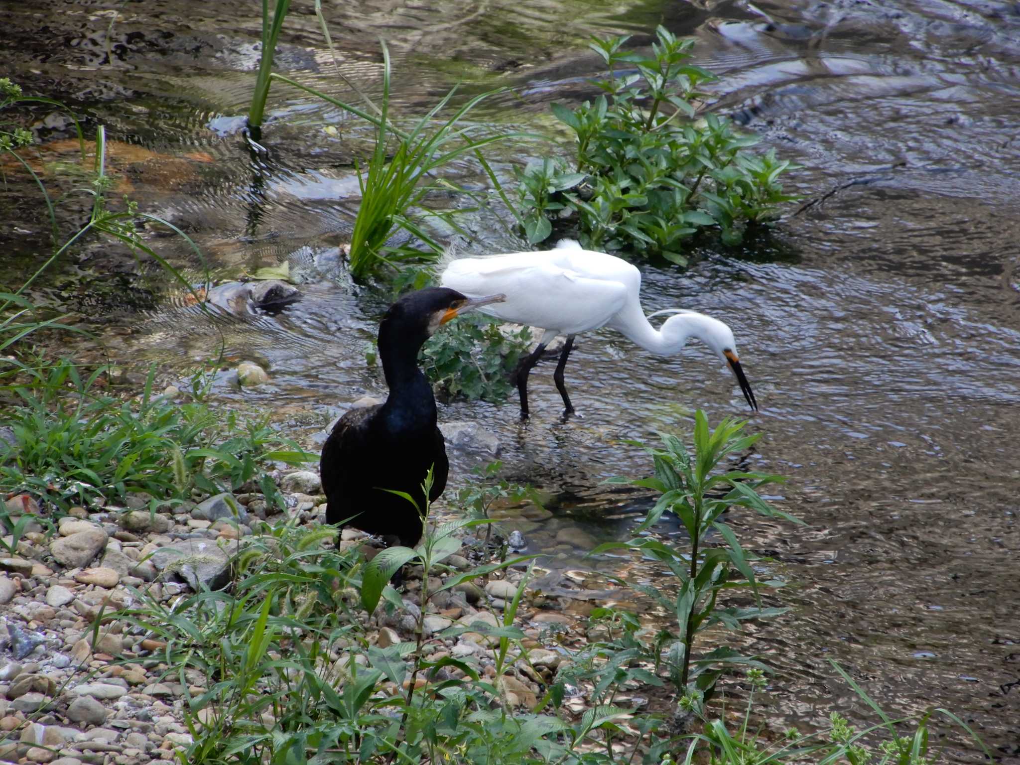 平和の森公園、妙正寺川 カワウの写真 by morinokotori