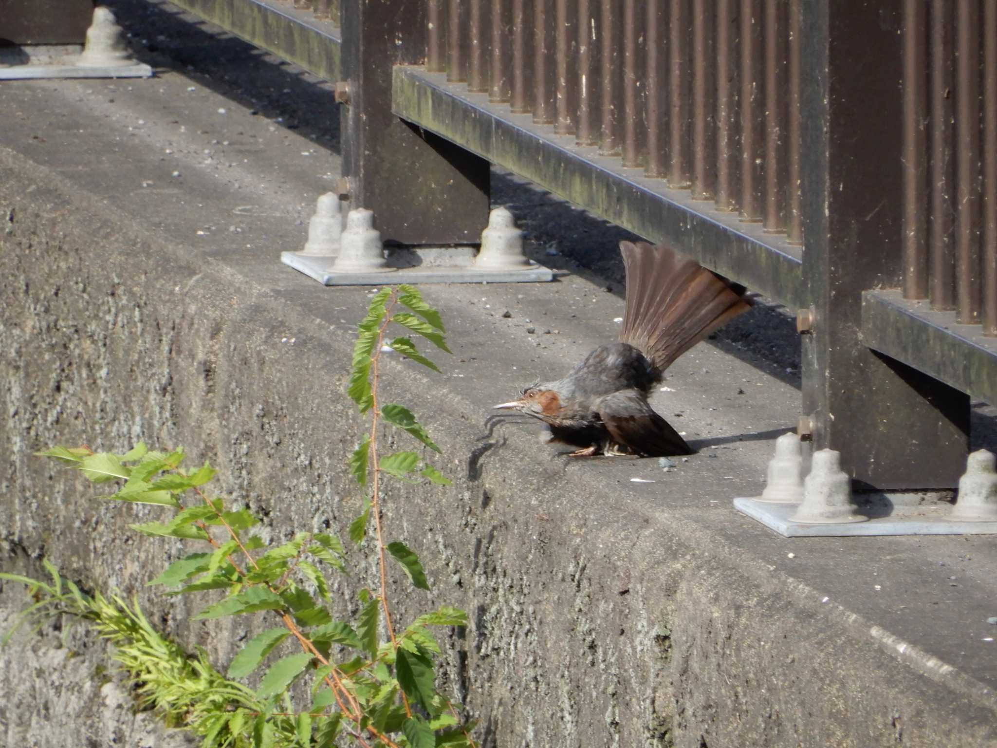 平和の森公園、妙正寺川 ヒヨドリの写真 by morinokotori