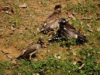 2022年6月24日(金) 平和の森公園、妙正寺川の野鳥観察記録