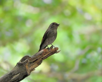 Blue-and-white Flycatcher 春日山原始林 Fri, 6/24/2022