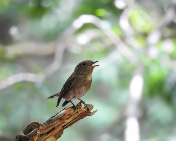 Blue-and-white Flycatcher 春日山原始林 Fri, 6/24/2022