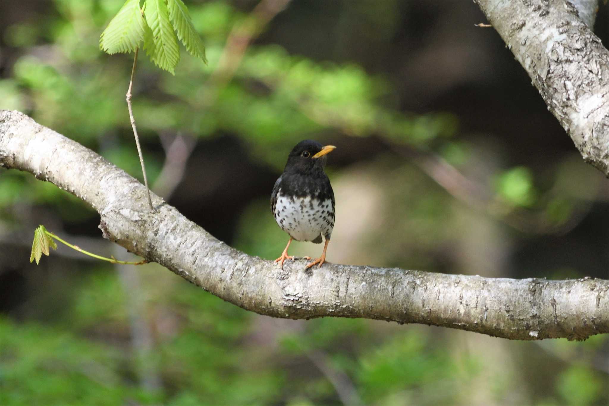 Photo of Japanese Thrush at 栃木県民の森 by すずめのお宿