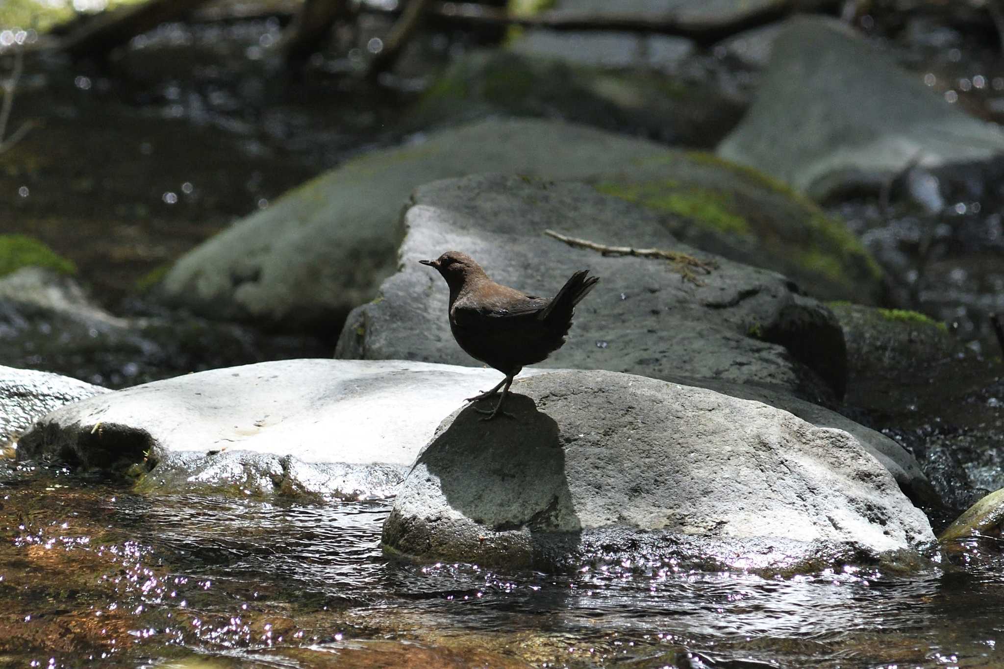 栃木県民の森 カワガラスの写真 by すずめのお宿