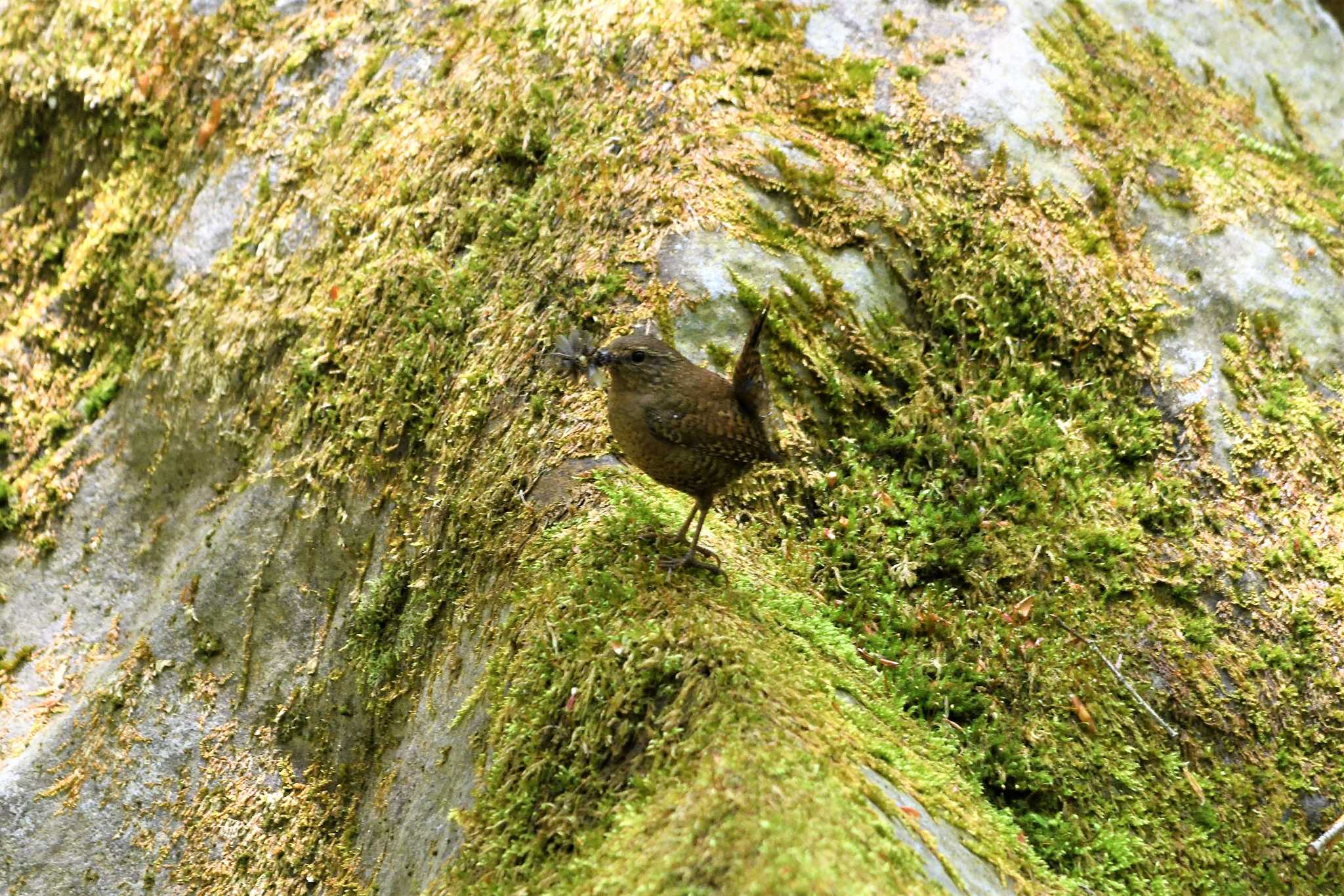 Eurasian Wren