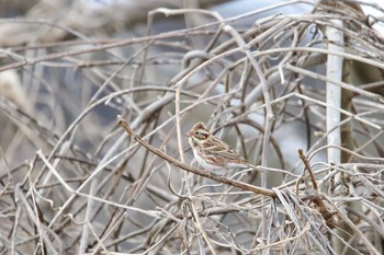 Rustic Bunting Kabukuri Pond Sat, 1/6/2018