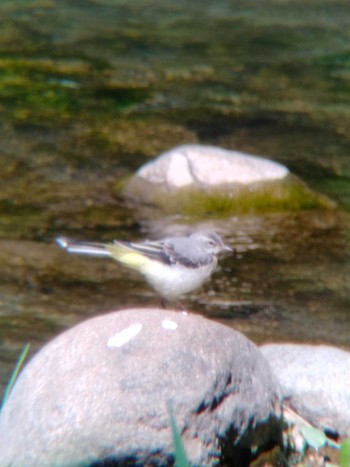 Grey Wagtail 福井緑地(札幌市西区) Sun, 6/5/2022