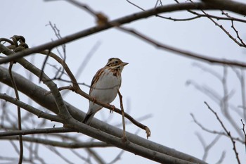 Rustic Bunting Kabukuri Pond Sat, 1/6/2018