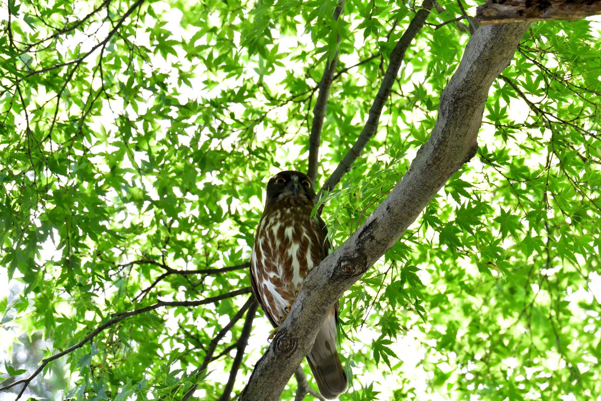 八王子御霊神社 アオバズクの写真 by やなさん