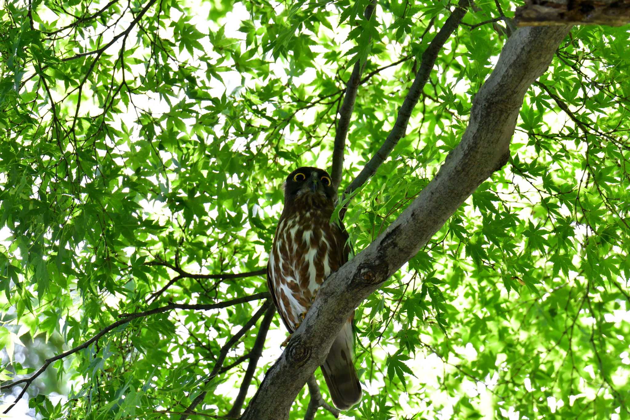 八王子御霊神社 アオバズクの写真 by やなさん