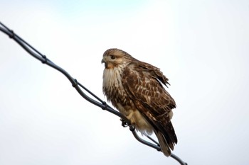 Eastern Buzzard