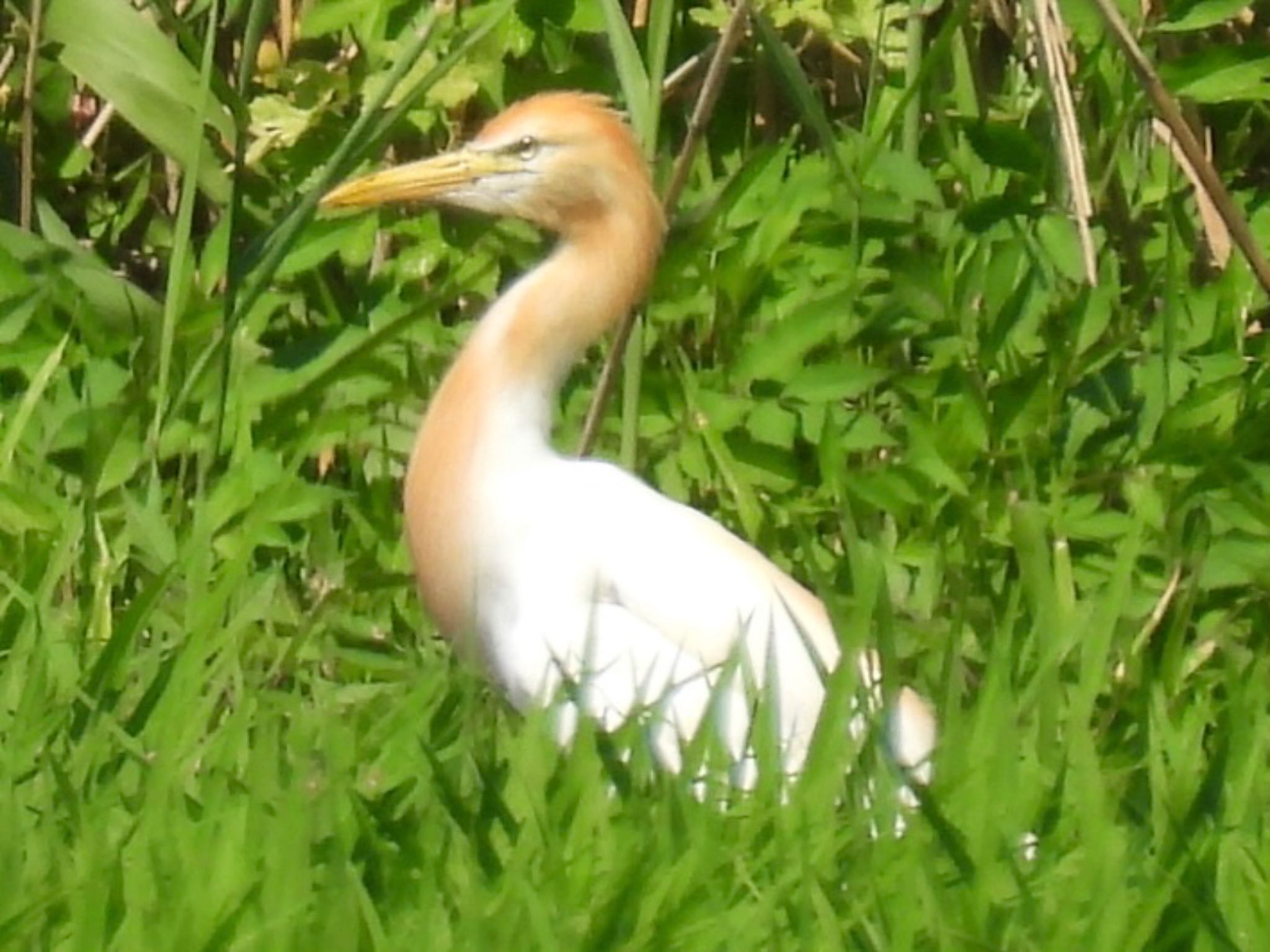 アマサギ