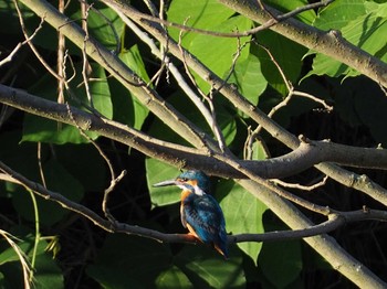 Common Kingfisher 東京都町田市 Sat, 6/25/2022