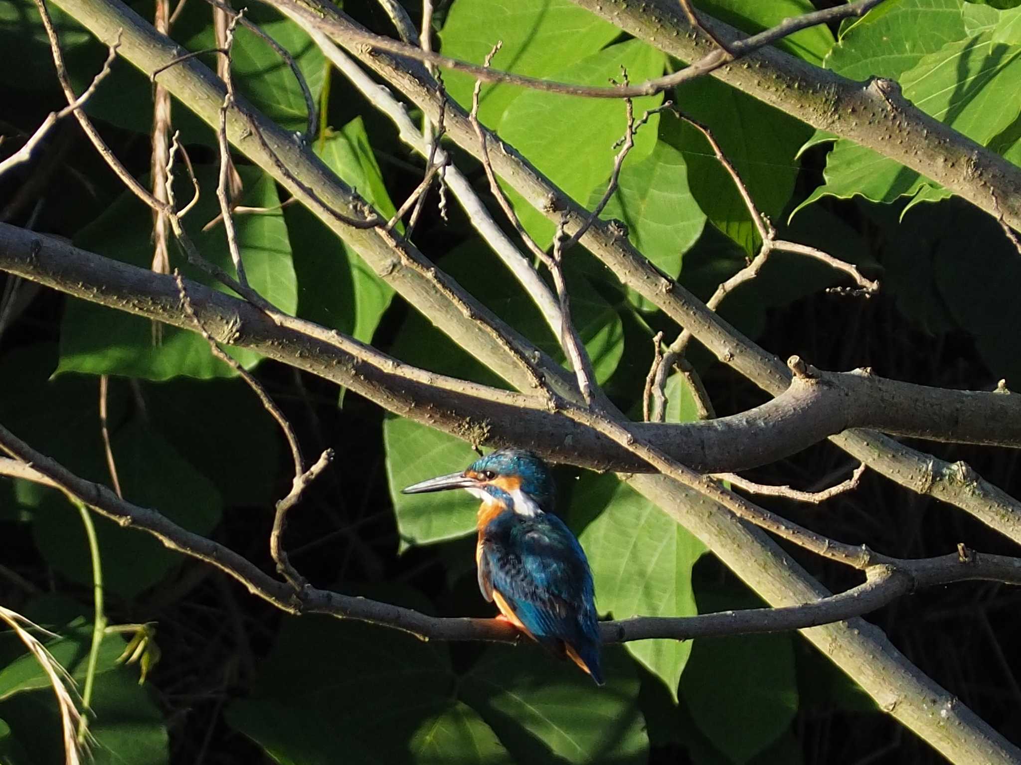 Photo of Common Kingfisher at 東京都町田市 by 天国の爺