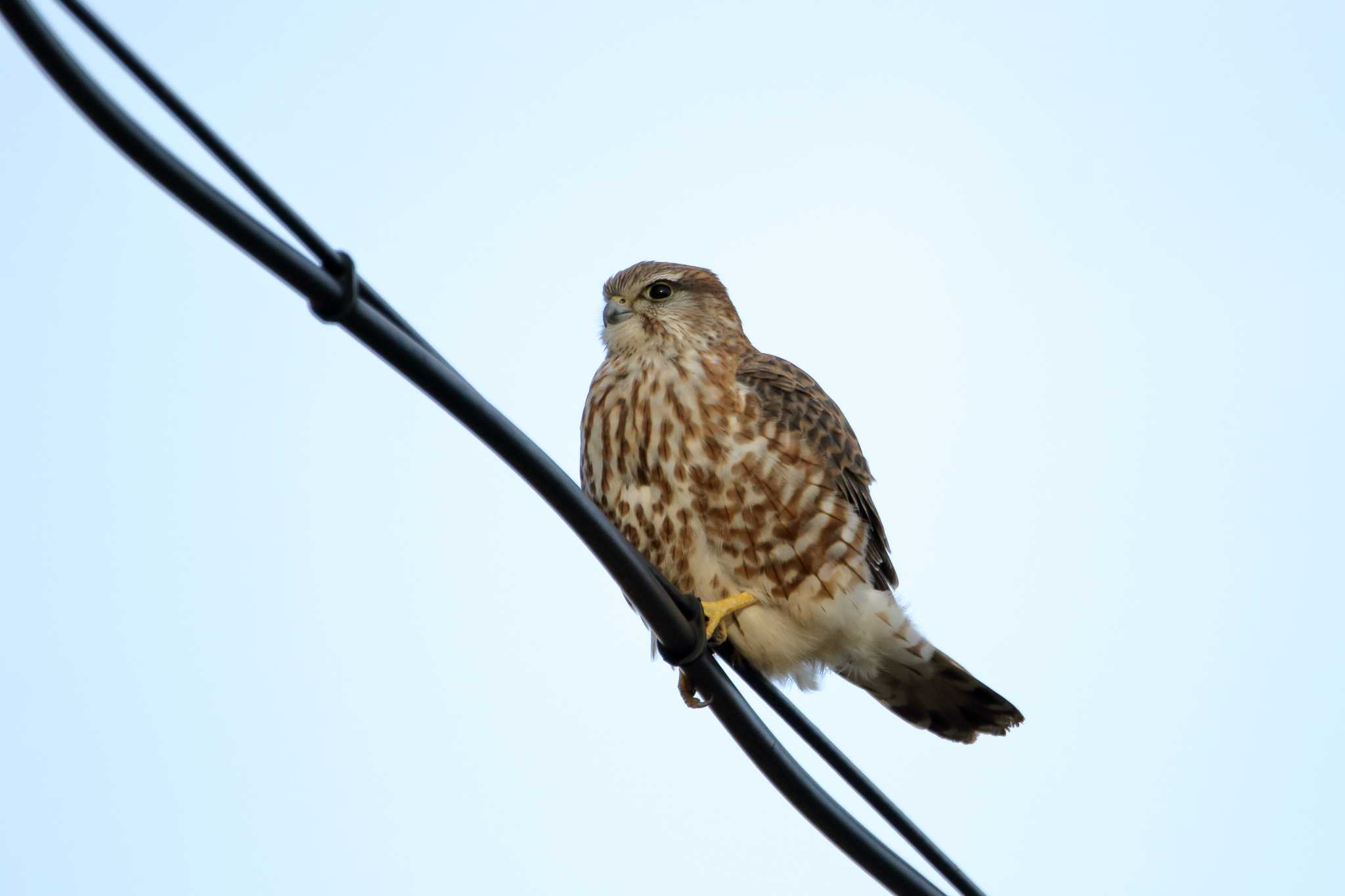 Photo of Merlin at 宮城県登米市 by shin