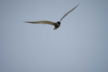 Whiskered Tern 潟ノ内(島根県松江市) Sat, 6/25/2022