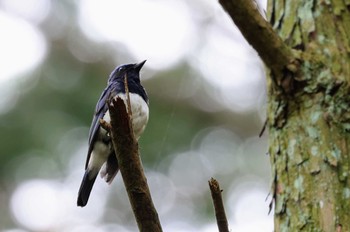 Blue-and-white Flycatcher 箕面山 Sat, 6/25/2022