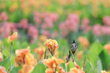 Red-whiskered Bulbul 中国広東省 Sun, 3/17/2019