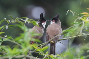 Red-whiskered Bulbul 中国広東省 Sun, 10/14/2018