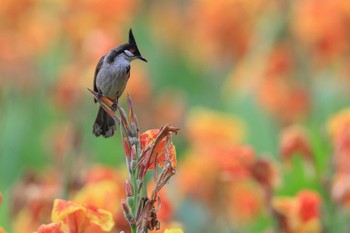 Red-whiskered Bulbul 中国広東省 Sat, 5/4/2019