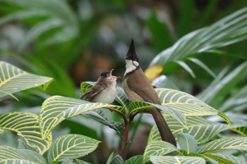 Red-whiskered Bulbul 中国広東省 Sun, 4/15/2018