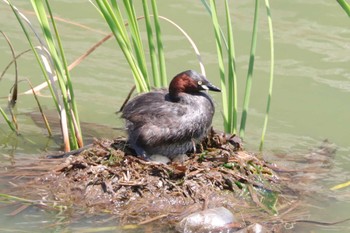 2022年6月25日(土) 金井遊水地(金井遊水池)の野鳥観察記録