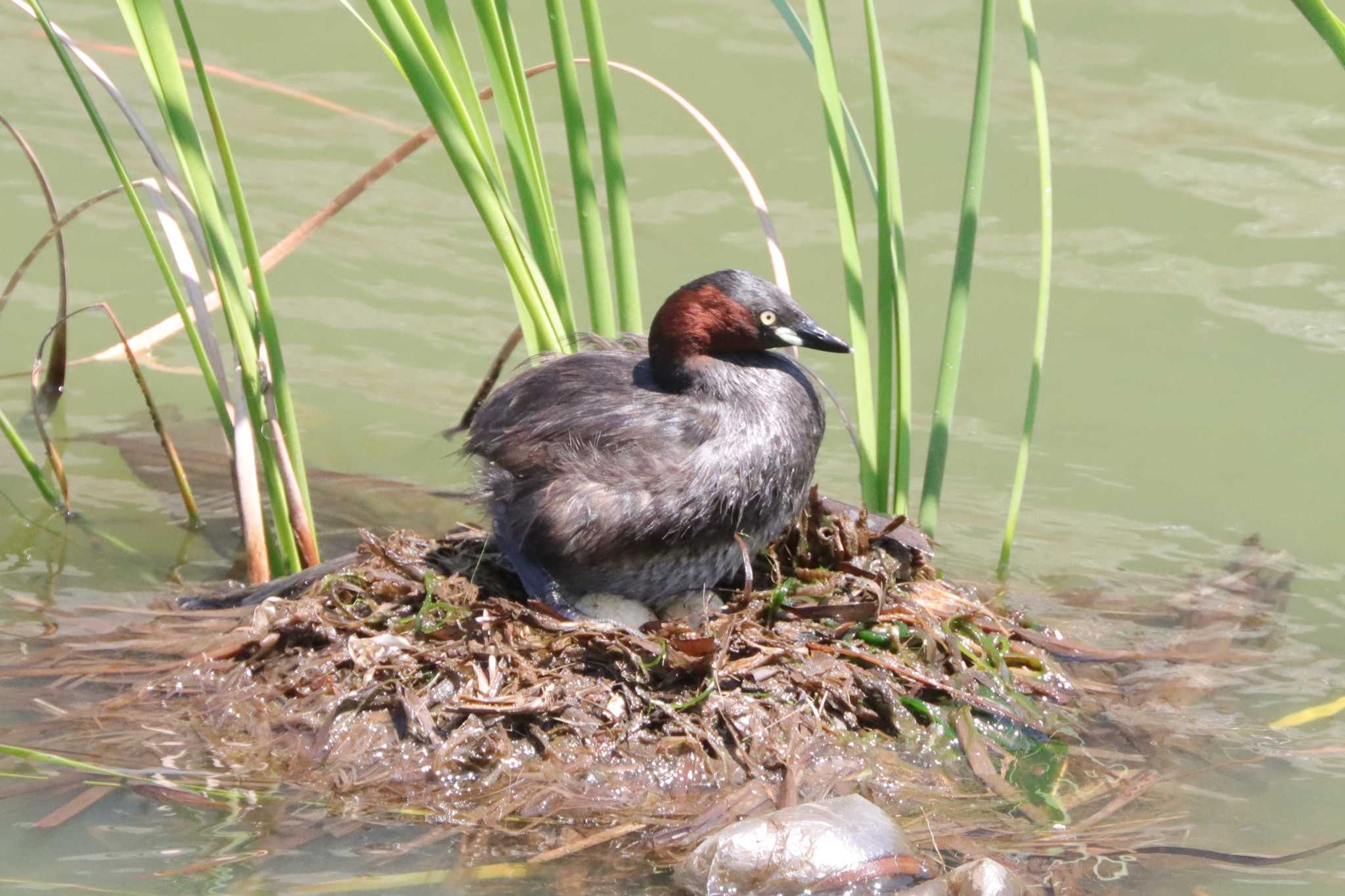 Little Grebe