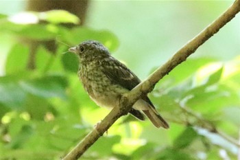 2022年6月25日(土) 早戸川林道の野鳥観察記録