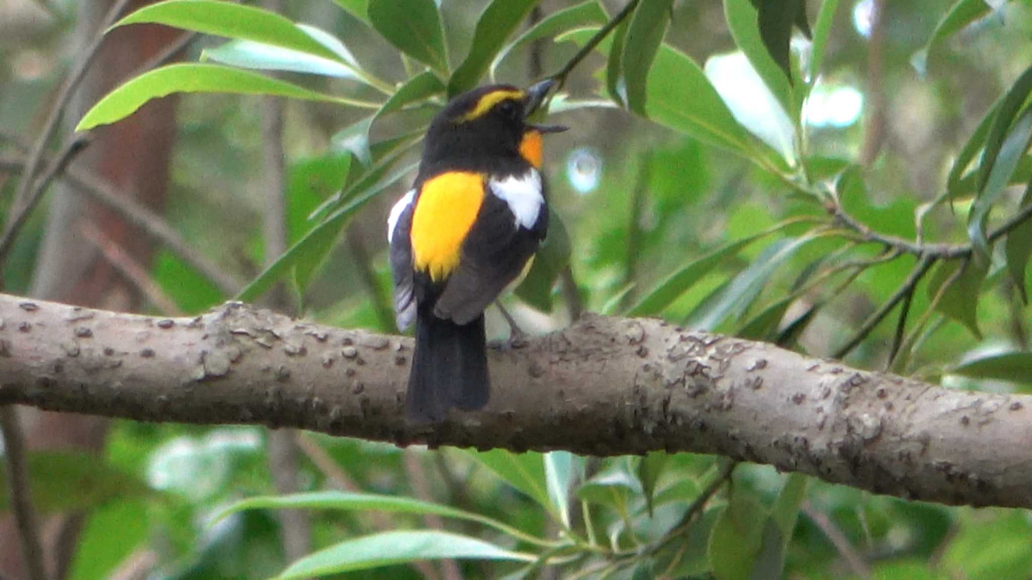 Narcissus Flycatcher