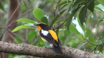 2022年6月25日(土) 三重県民の森の野鳥観察記録