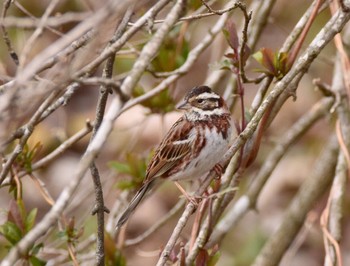 Rustic Bunting Aobayama Park Sun, 3/12/2017