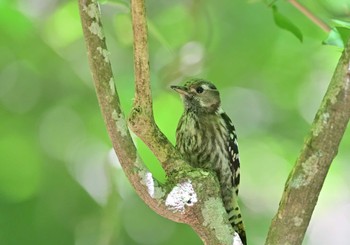 2022年6月25日(土) 山中湖の野鳥観察記録