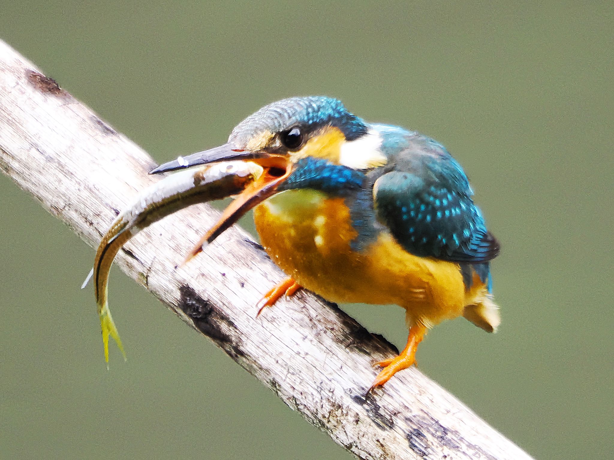 Common Kingfisher